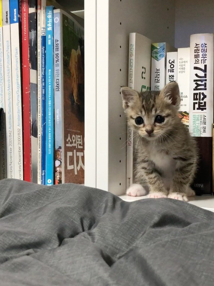 ddu_cat_family 게시물 이미지: 무시무시한 맹수의 공격