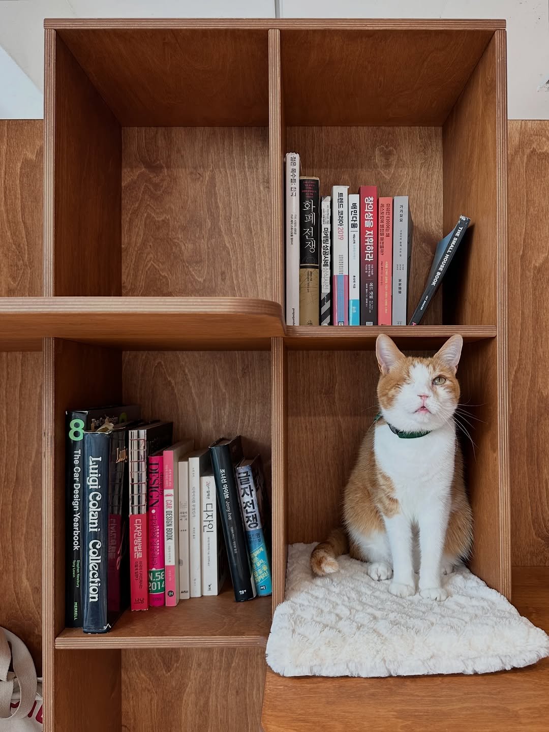 ddu_cat_family 게시물 이미지: 삼묘들 하루