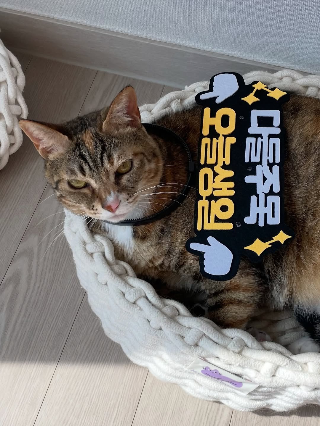 ddu_cat_family 게시물 이미지: 오늘 우리 둘째 생일!!
진짜로 언제 태어났는지는 모르지만 아빠를 만난 날을 생일로...