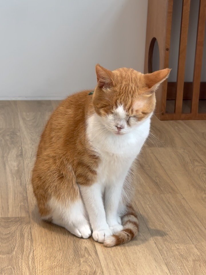 ddu_cat_family 게시물 이미지: 졸음이 쏟아져요