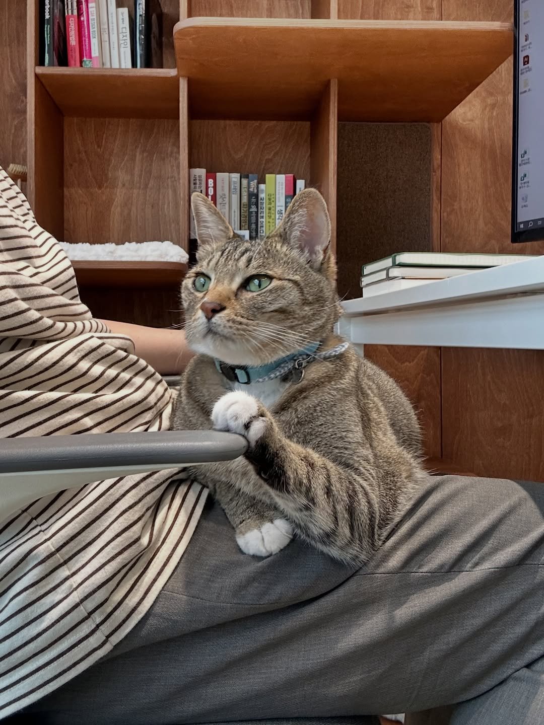 ddu_cat_family 게시물 이미지: 일할때 옆에 있으라고 책장타워 힘들게 만들어줬는데 왜 이러는걸까요