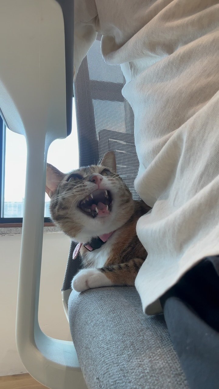 ddu_cat_family 게시물 이미지: 엉댕이에 붙은 껌딱지가 말도 해요