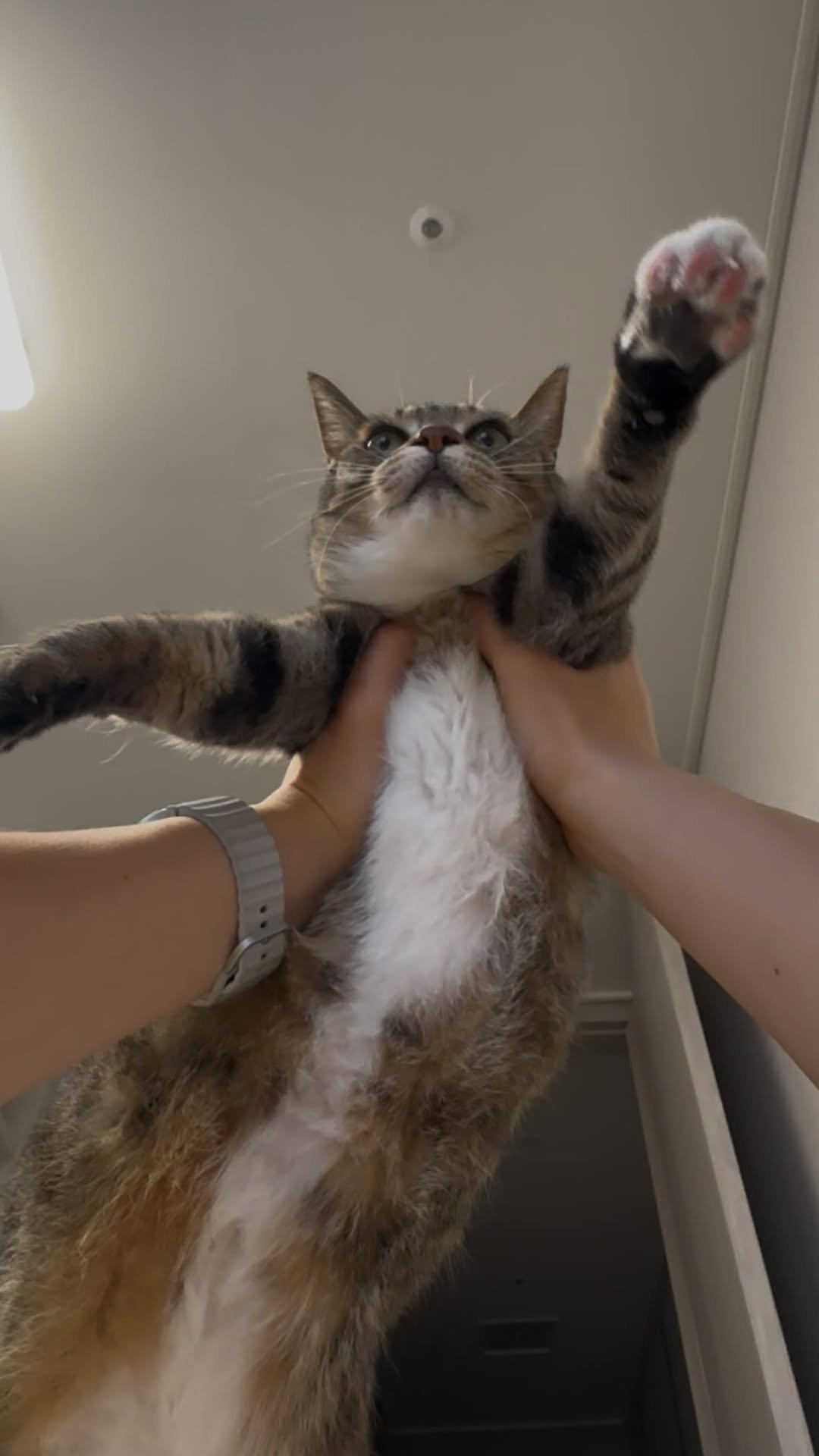 ddu_cat_family 게시물 이미지: 그거 앎? 고양이는 밑에서 보면 더 귀여움