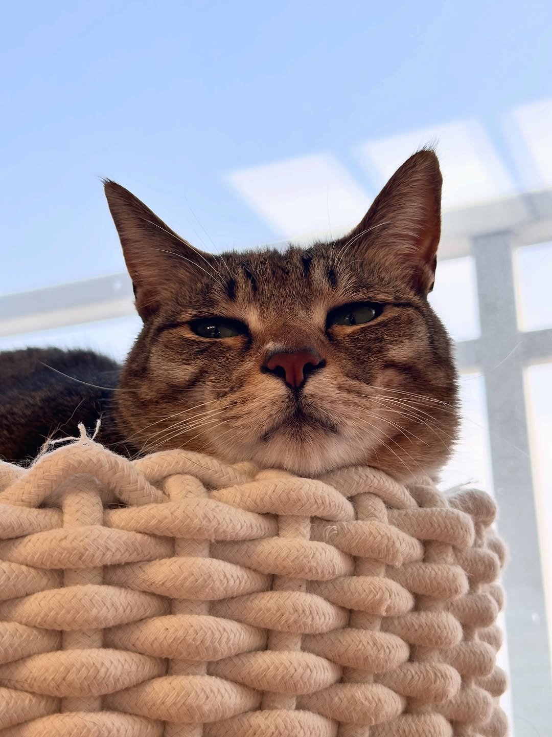 Photo by 뚜리뚜바랑 on February 13, 2026. May be an image of Abyssinian cat, kitten, tortoiseshell cat and text.