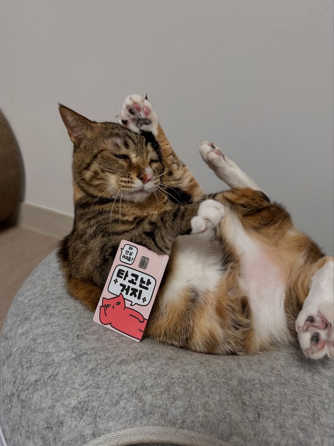 Photo shared by 뚜리뚜바랑 on February 04, 2026 tagging @sammyostore. May be an image of Abyssinian cat, tortoiseshell cat, kitten and text that says '맨날 귀여음? 年 거지주 탄고반 타고난 세지+'.