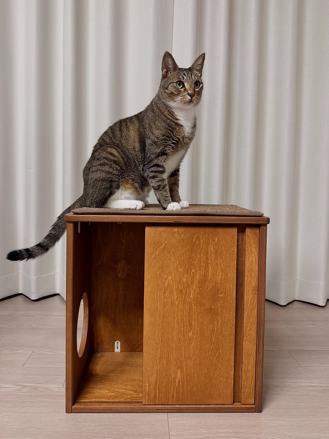 Photo by 뚜리뚜바랑 on September 16, 2025. May be an image of Abyssinian cat, kitten, serval, woodwork and text.