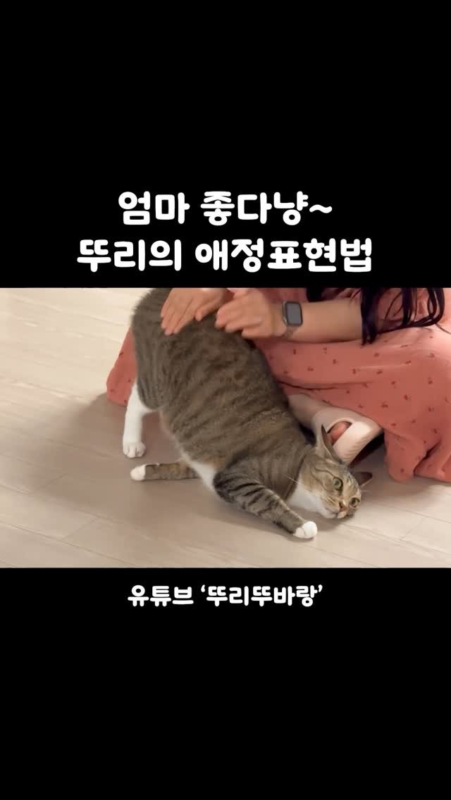ddu_cat_family 게시물 이미지: 뚜리 뺏겨따..