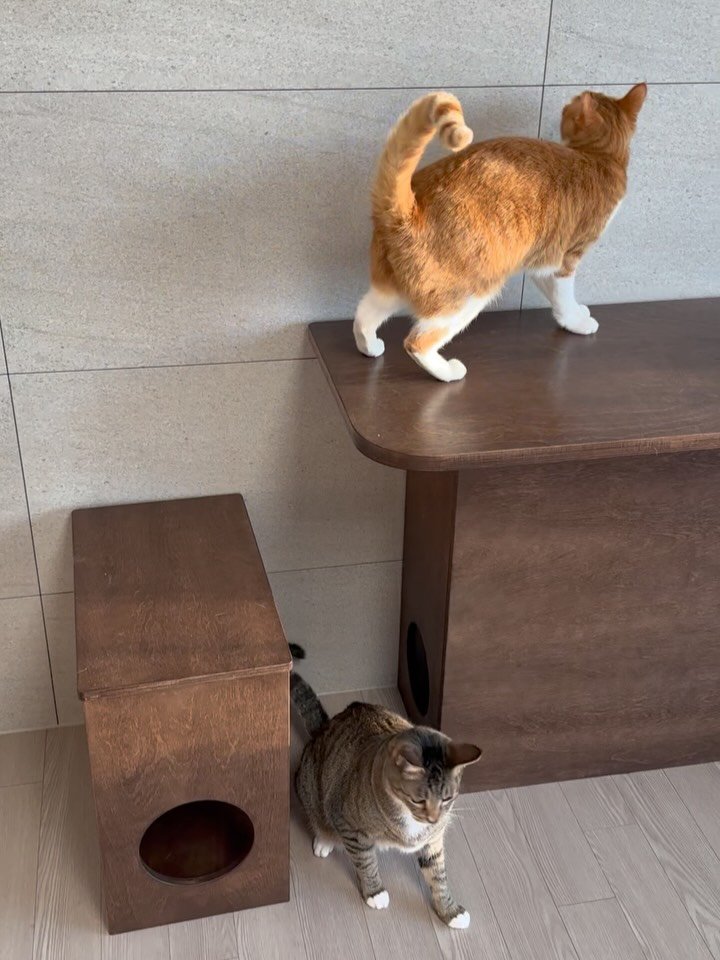 ddu_cat_family 게시물 이미지: 아침 운동후 흑화된 뚜랭이