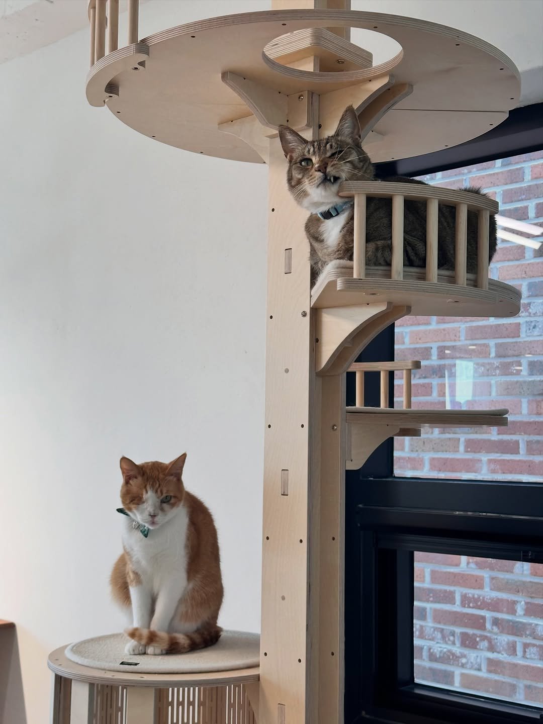 ddu_cat_family 게시물 이미지: 삼묘하우스 냥아치와 쭈굴이