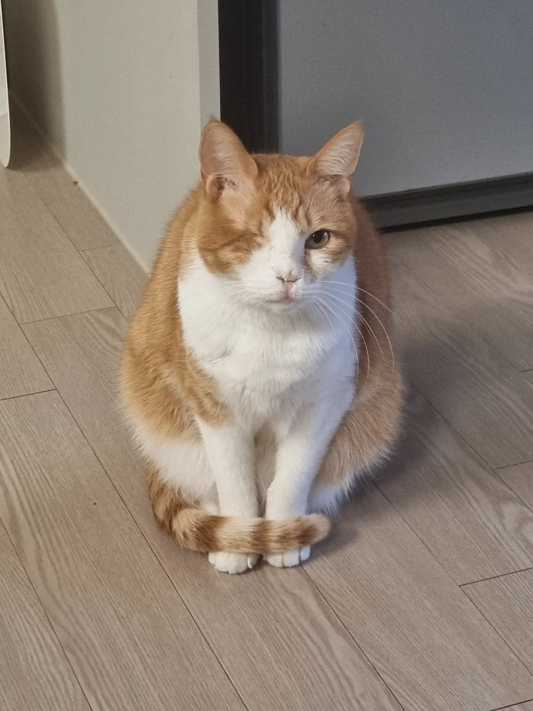 Photo by 뚜리뚜바랑 on February 01, 2026. May be an image of Abyssinian cat, kitten and text.