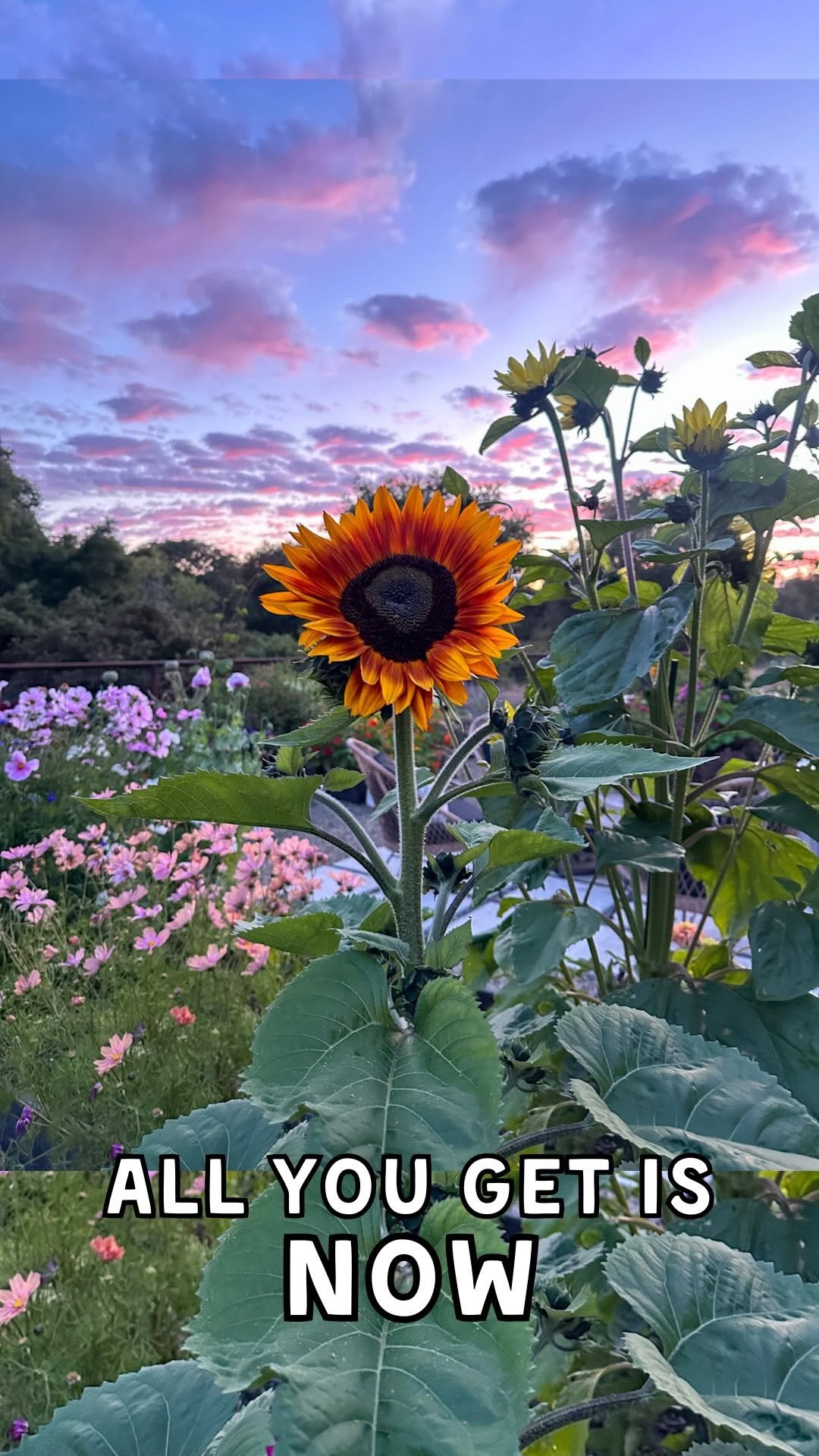 deannacat3 게시물 이미지: Choose wisely 🌞🍃🦋
.
This is as much of a...