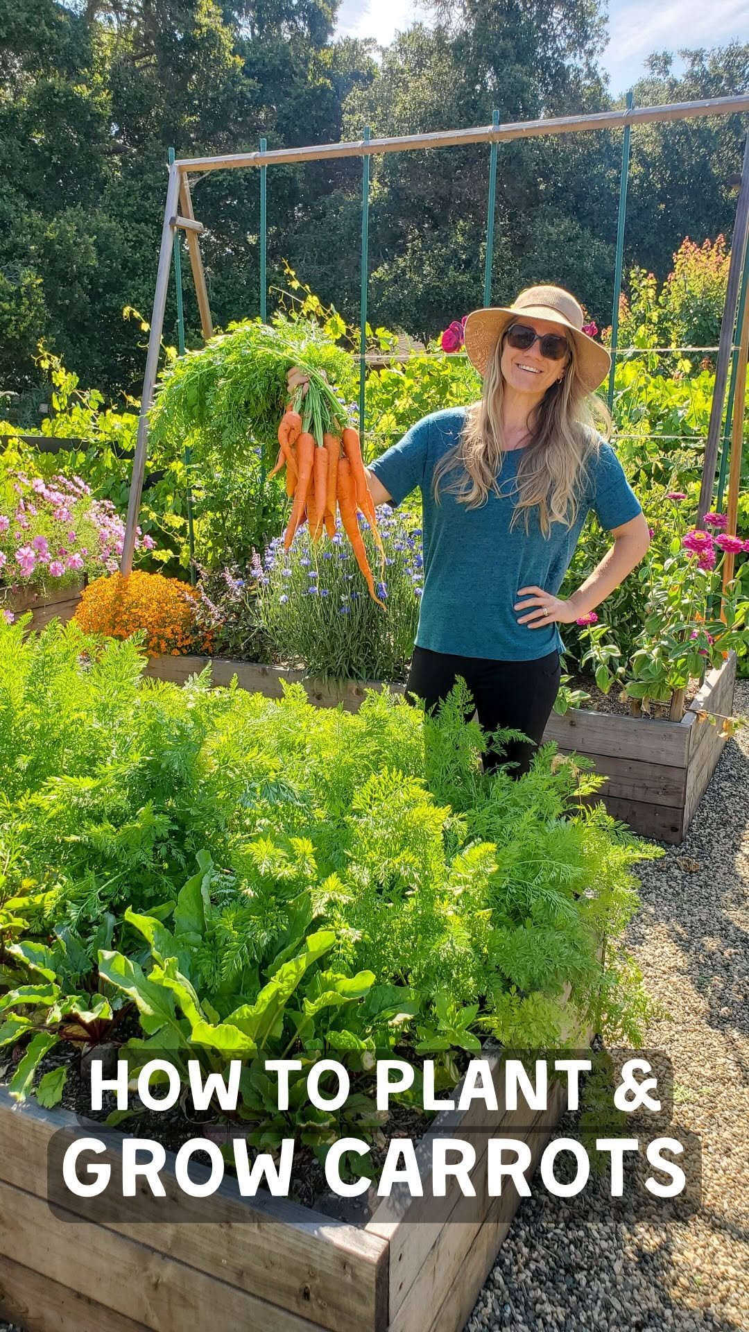 deannacat3 게시물 이미지: 🥕 Carrot Growing Tips! 👇🏼 Once you know these...