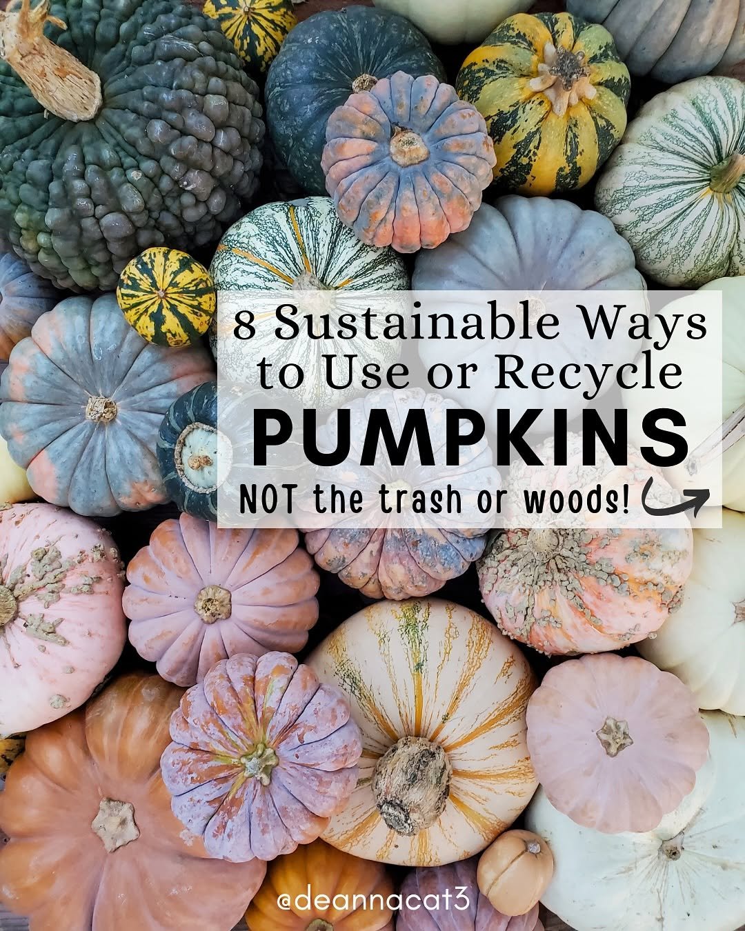 Photo by Deanna Talerico | Homestead and Chill on October 26, 2025. May be an image of squash, magazine, pumpkin, gourd and text that says '8 Sustainable Ways to Use or Recycle PUMPKINS NOT the trash or woods! @deannacat3'.