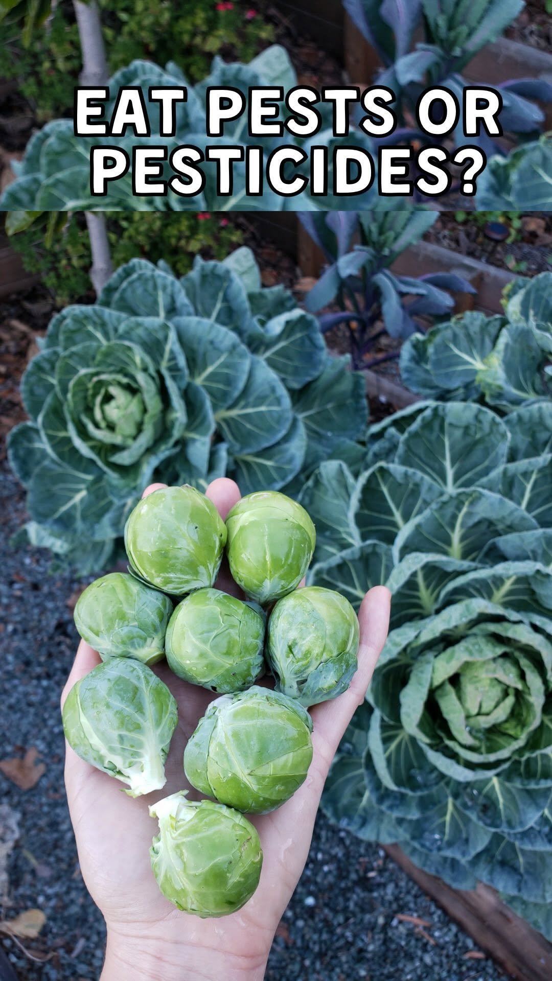 deannacat3 게시물 이미지: I’d rather eat pests than pesticides… Plus...