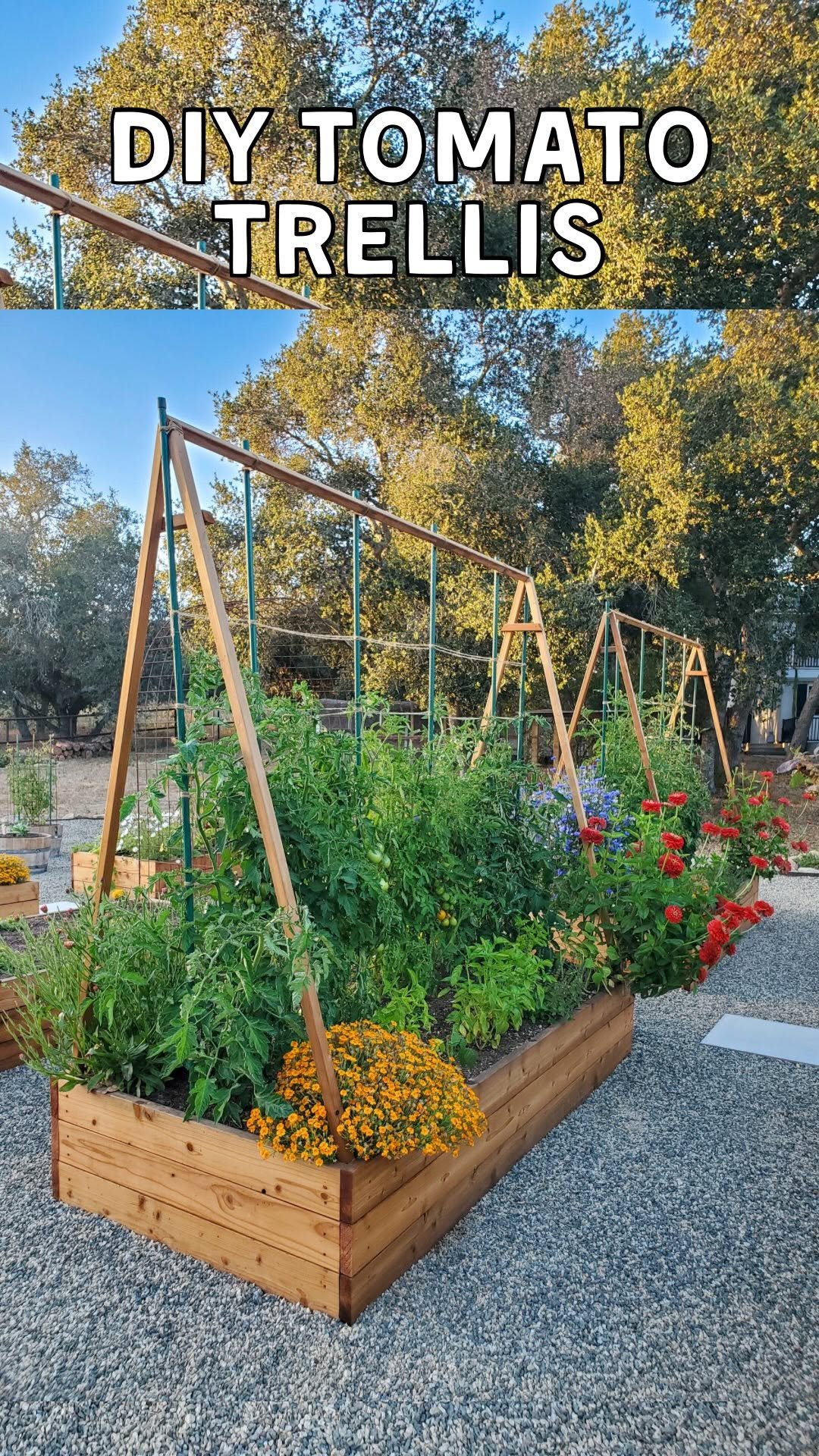 deannacat3 게시물 이미지: 🍅 I love our trusty DIY tomato trellises!...