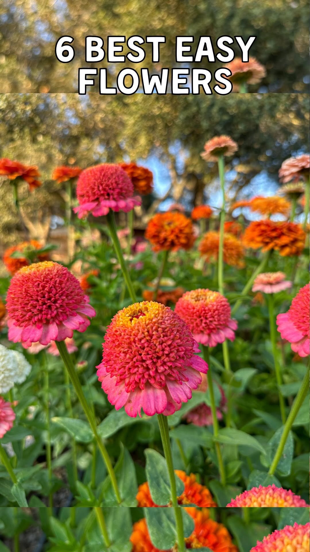 deannacat3 게시물 이미지: 🐝 Here are the 6 best companion flowers that...