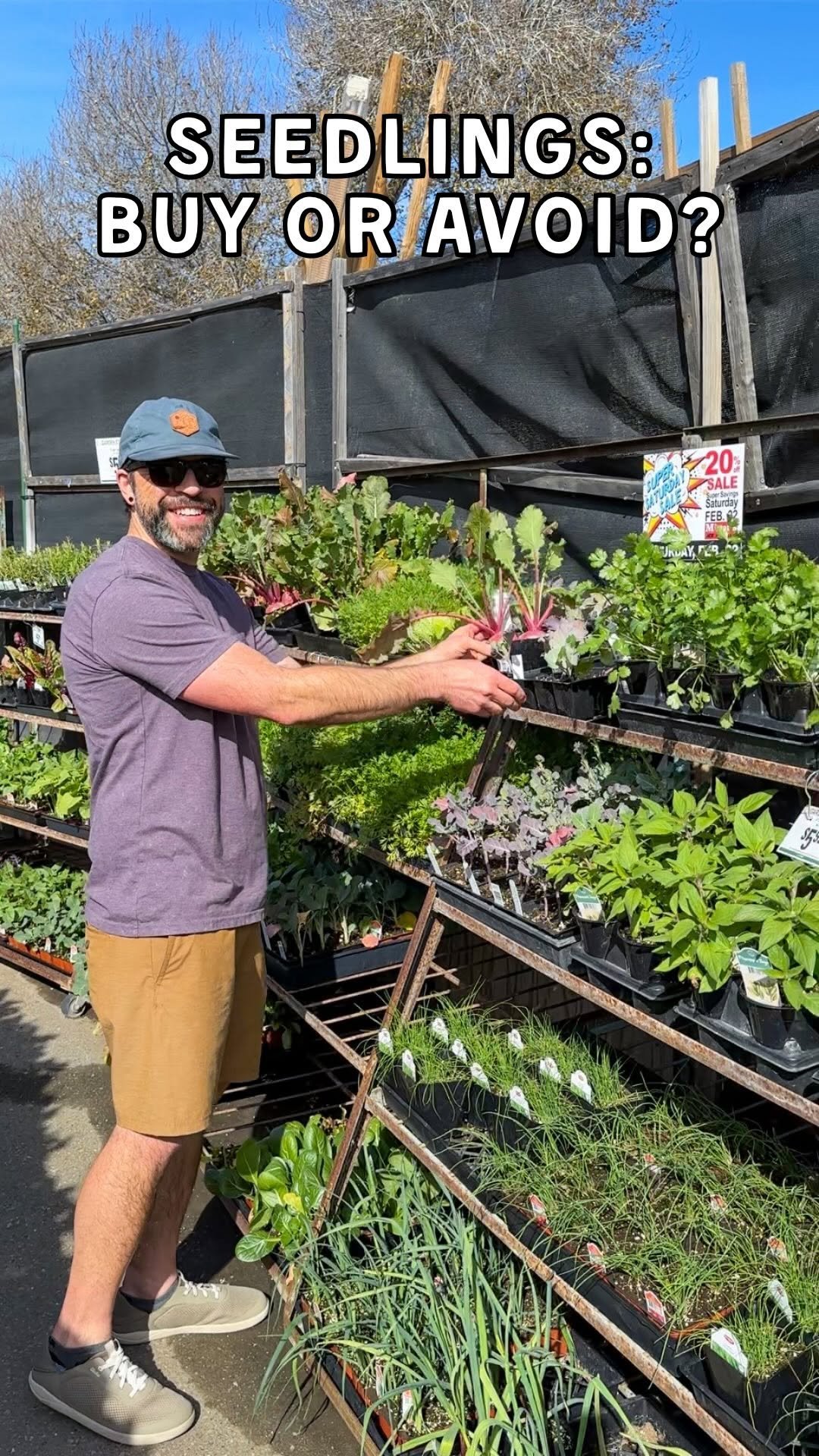 deannacat3 게시물 이미지: ✅ How to pick the best seedlings, and what to...