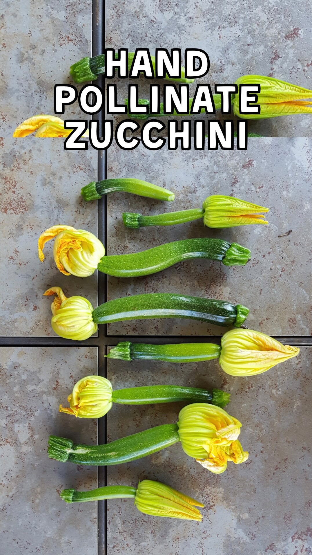 deannacat3 게시물 이미지: Hand-diddlin’ squash 👋🏻🥒🤓 Do your zucchini...