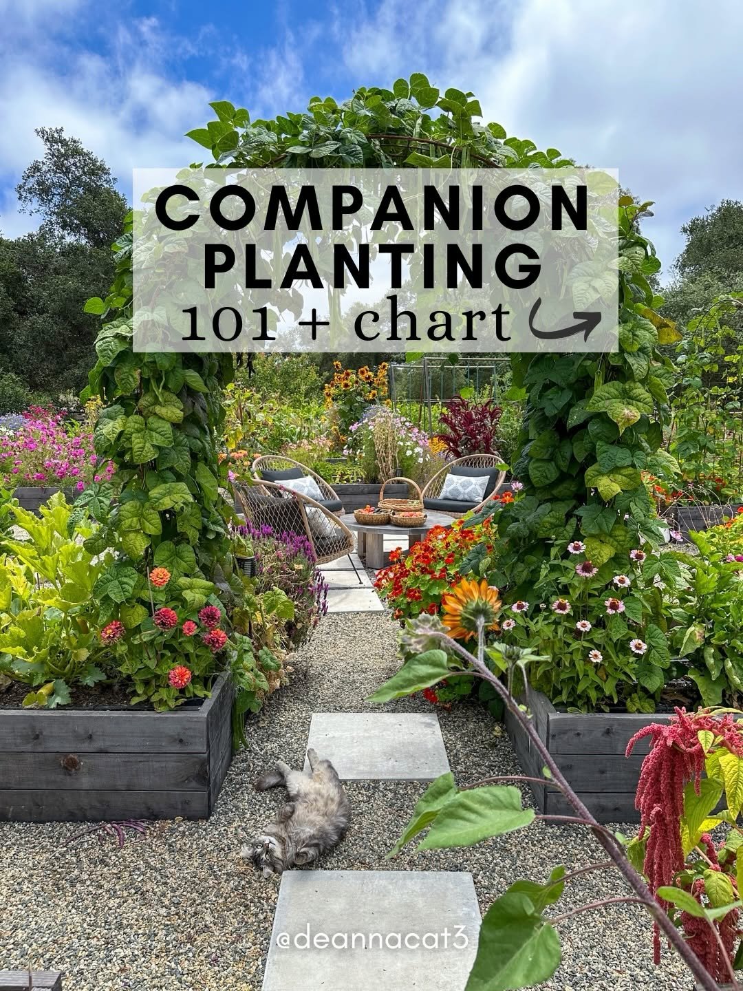 Photo by Deanna Talerico | Homestead and Chill on March 29, 2026. May be an image of plant and text that says 'COMPANION PLANTING 101+chart 101+ chart @deannacat3'.