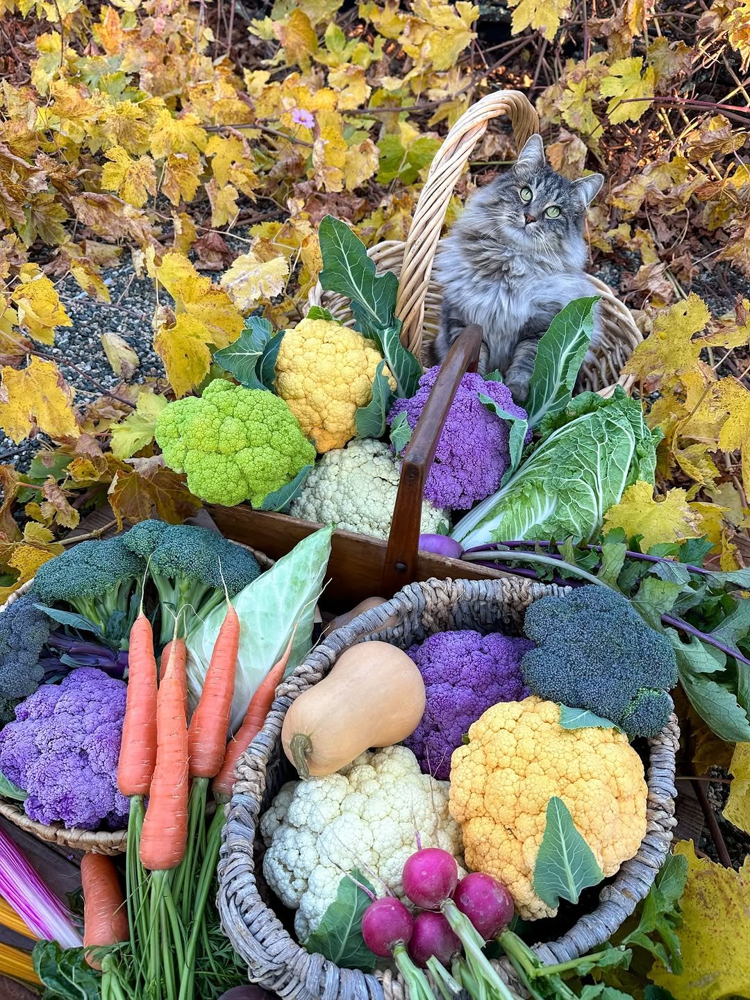 Photo by Deanna Talerico | Homestead and Chill on December 17, 2025. May be an image of collard greens, basket, cabbage, red cabbage, cauliflower, corn, gourd and text.