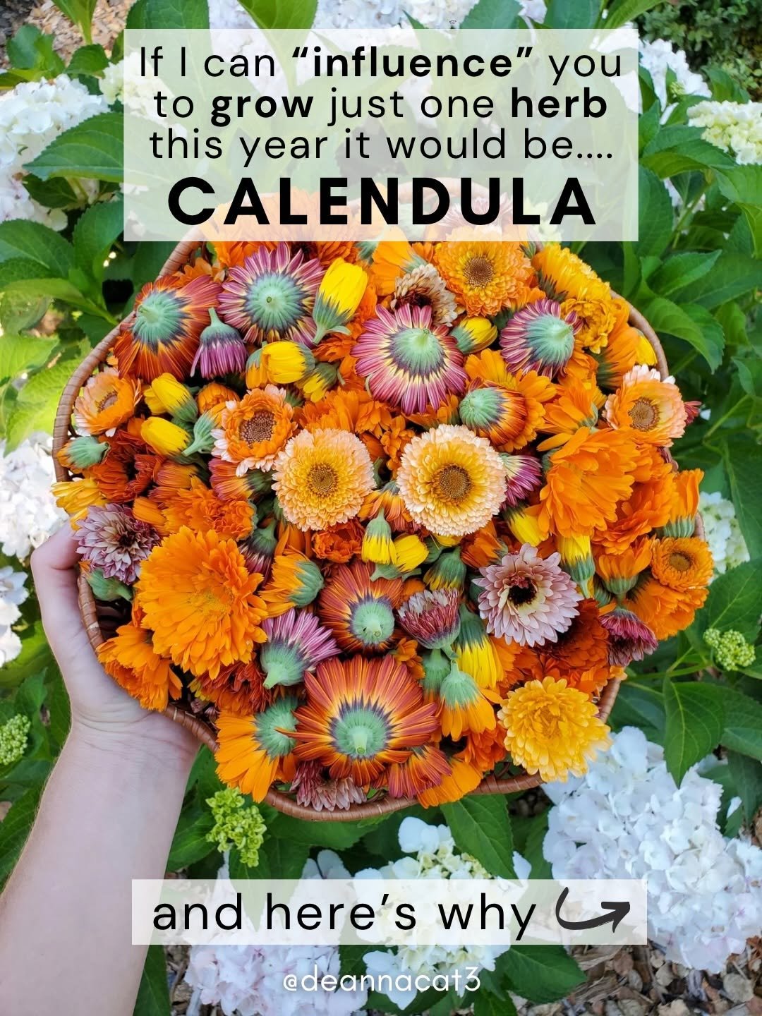 Photo by Deanna Talerico | Homestead and Chill on April 08, 2026. May be an image of ‎herb and ‎text that says '‎Iflcan I can "influence" you If| to grow just one herb this year it would be.... CALENDULA and here's why whyL7 ح @deannacat3‎'‎‎.