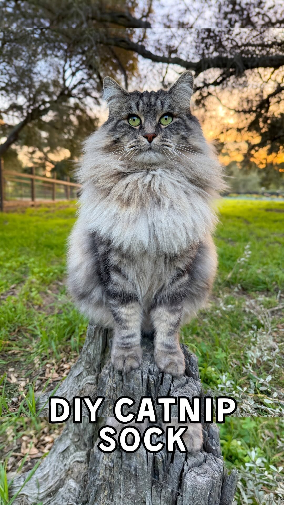deannacat3 게시물 이미지: DIY Catnip Sock 🐈♻️🧦 This is one of my...