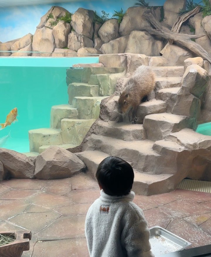 dentist_sujin 게시물 이미지: 롯데 아쿠아리움에 새로온 카피바라
도쿄 어린이 장난감 박물관🚂

📝 이번 주말의...