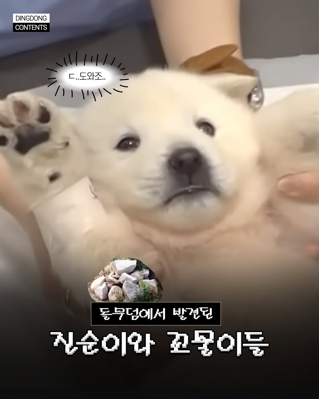 Photo shared by 띵동걸♪⁺ DING DONG GILR on June 08, 2025 tagging @sbsanimal. May be an image of Norwich terrier, Chow and text that says 'DINGDONG CONTENTS ハラハー ㄷ..도와조.. ㄷ ㄷ..도와조.. וו/ 돌무덤에서 발견된 질순이와꼬물이들 코물이들 지순이와'.
