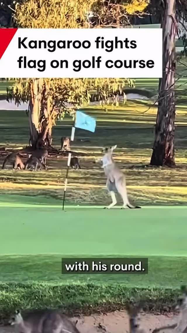 dint.golf.solutions 게시물 이미지: When even an angry kangaroo can’t snap a DINT...