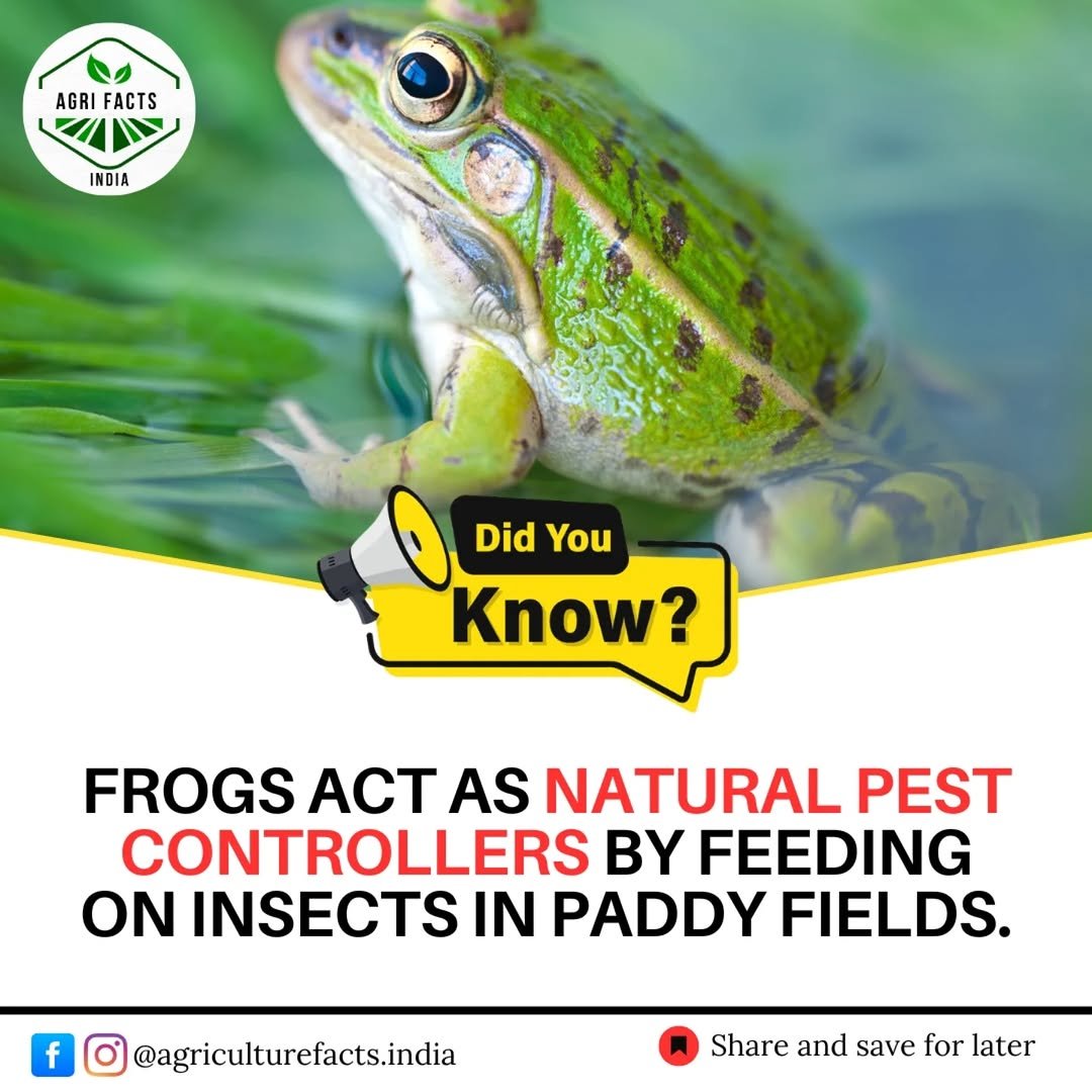 Photo shared by Agriculture Facts | News on November 13, 2025 tagging @agri_buddy1, @agrihindustan, @agri_doctor, @agriculture_study_, and @discoveragriculture. May be an image of frog, insect and text that says 'AGRIFACTS AGRI FACTS INDIA Did You Know? FROGS ACT AS NATURAL PEST CONTROLLERS BY FEEDING ON INSECTS IN PADDY FIELDS. f @agriculturefacts.india Share and save for later'.