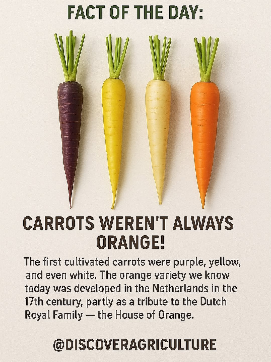 Photo by Discover Agriculture on September 28, 2025. May be an image of carrot, plant and text that says 'FACT OF THE DAY: CARROTS WEREN'T ALWAYS ORANGE! The first cultivated carrots were purple, yellow, and even white. The orange variety we know today was developed in the Netherlands in the 17th century, partly as a tribute to the Dutch Royal Family the House of Orange. @DISCOVERAGRICULTURE'.
