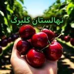 nahalestan_golbarg 프로필 사진