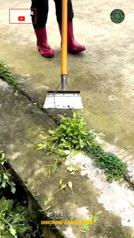 discoveragriculture 게시물 이미지: When it comes to weeding effectively in your...