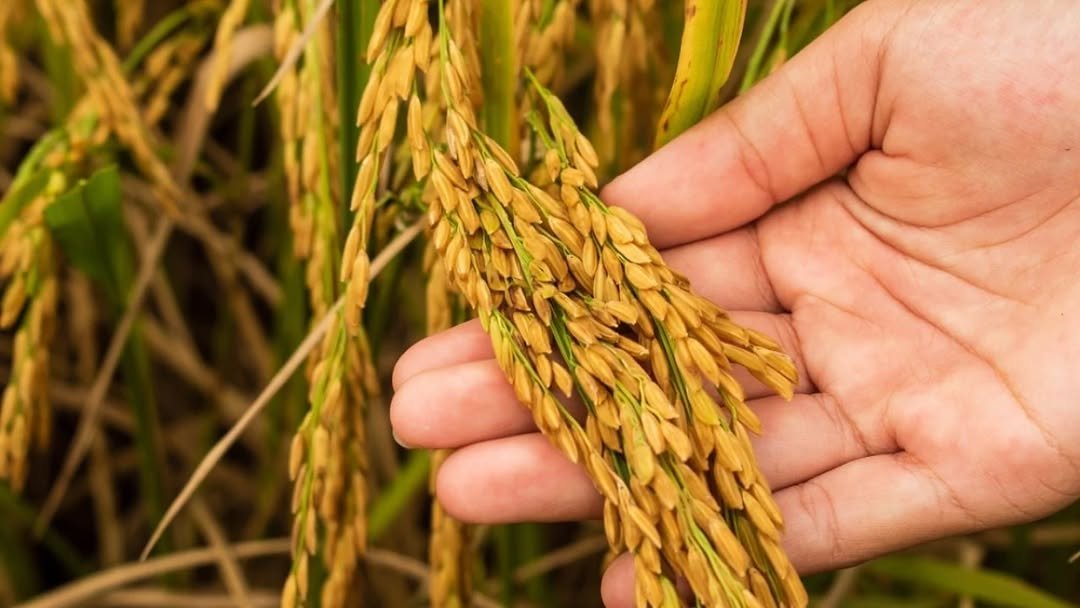 Photo by Discover Agriculture on August 08, 2025. May be an image of text.