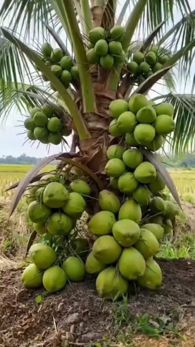 discoveragriculture 게시물 이미지: The Dwarf Coconut variety is a fascinating...