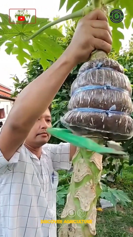 discoveragriculture 게시물 이미지: Farmers utilize the air layering technique to...