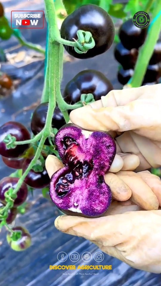 discoveragriculture 게시물 이미지: Tomatoes are one of the most versatile and...