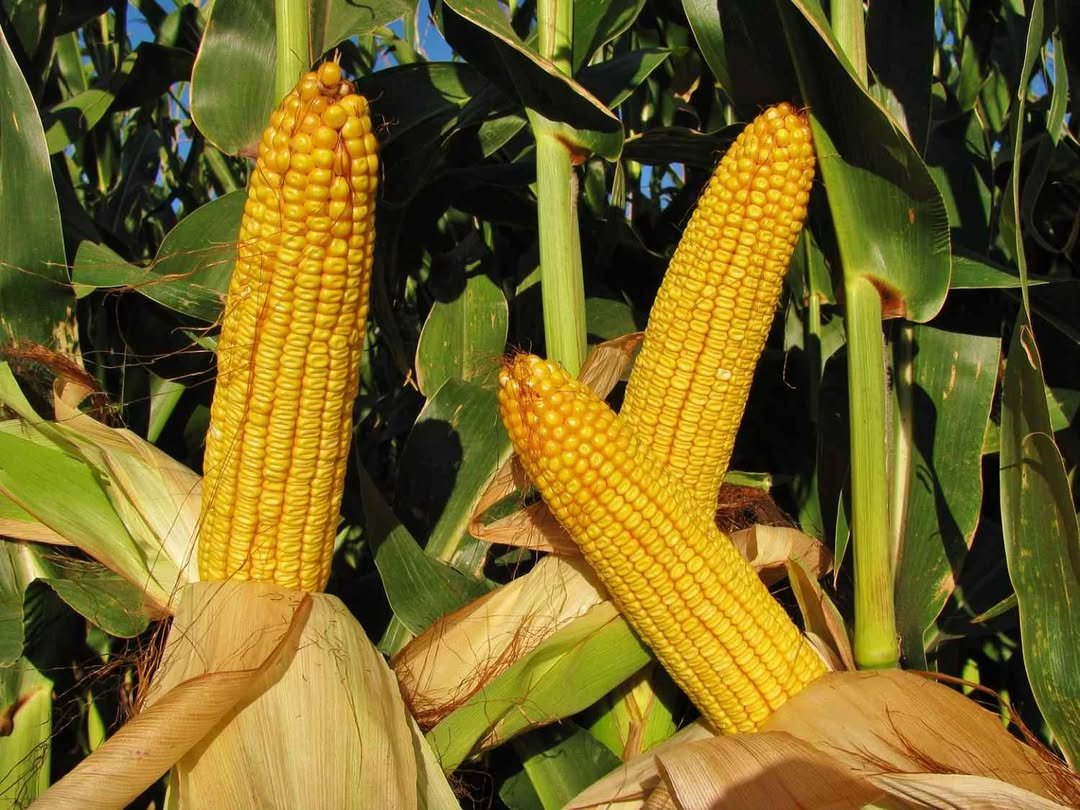Photo by Discover Agriculture on August 12, 2025. May be an image of corn and text.