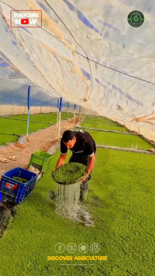 discoveragriculture 게시물 이미지: Azolla, a small floating water fern, has...