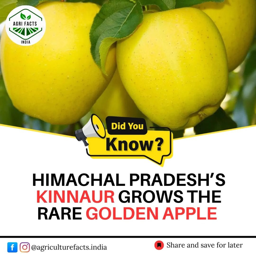 Photo by Agriculture Facts | News in Himachal Pradesh with @agri_buddy1, @worldagriofficial, @agri_doctor, @agriculture_study_, and @discoveragriculture. May be an image of pear, apple, vegetable and text that says 'AGRIFACTS AGRI FACTS INDIA Did You Know? HIMACHAL PRADESH'S KINNAUR GROWS THE RARE GOLDEN APPLE f @agriculturefacts.india Share and save for later'.