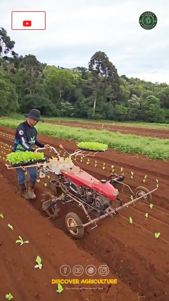 discoveragriculture 게시물 이미지: Introducing the revolutionary vegetables...