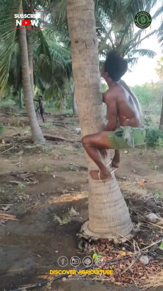 discoveragriculture 게시물 이미지: In the tropical regions where coconuts thrive,...