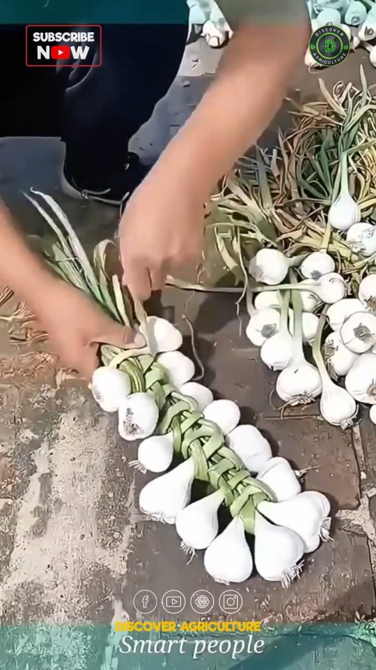 discoveragriculture 게시물 이미지: Garlic has been a staple in many kitchens...