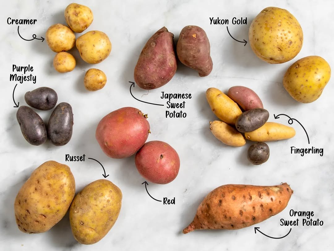 Photo by Discover Agriculture on August 11, 2025. May be an image of potato and text that says 'Creamer Yukon YukonGold Gold Purple Majesty Japanese Sweet Potato Russet Fingerling Red Orange SweetPotato Sweet Potato'.