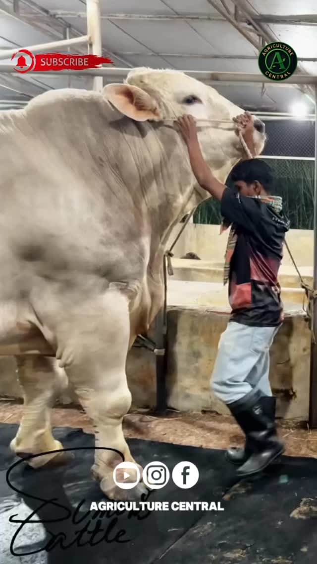 discoveragriculture 게시물 이미지: French charbray bull breed 
#agriculture...