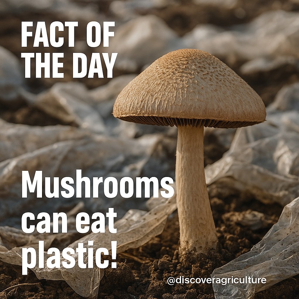 Photo by Discover Agriculture on November 12, 2025. May be an image of shiitake mushrooms, mushroom and text that says 'OF THE DAY Mushrooms can eat plastic! @discoveragriculture'.