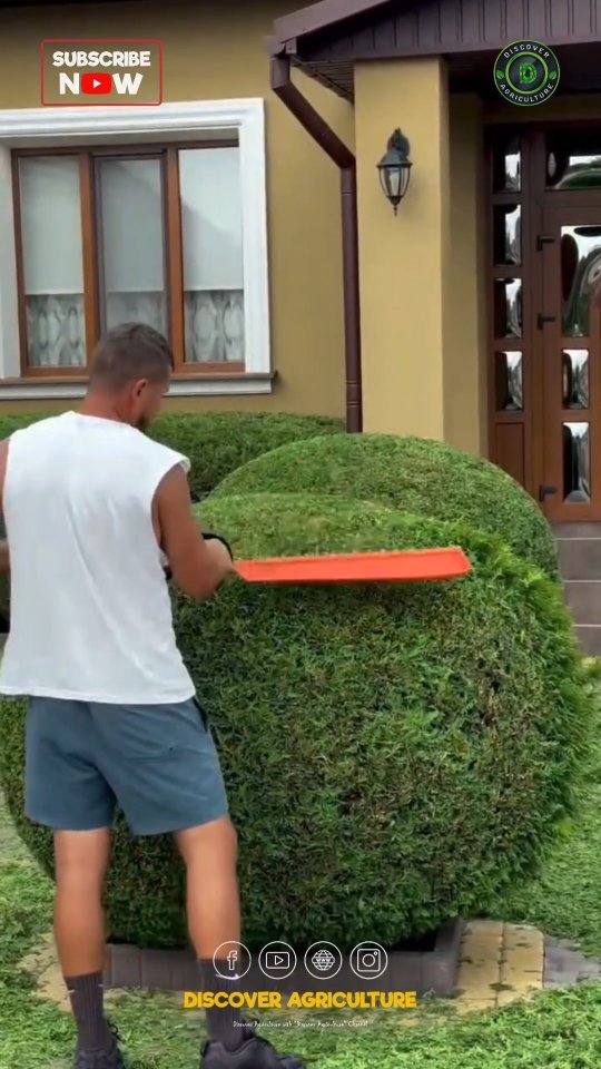 discoveragriculture 게시물 이미지: Discover the efficiency of a gardening hedge...