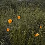 nk____yu 프로필 사진