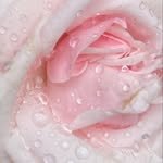 roj.rosee 프로필 사진