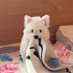 yeonyu._.westie 프로필 사진